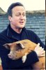 David-Cameron-Pig-Society.jpg