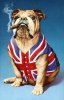 British Bulldog.jpg