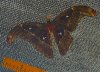 ButterflyF25.jpg